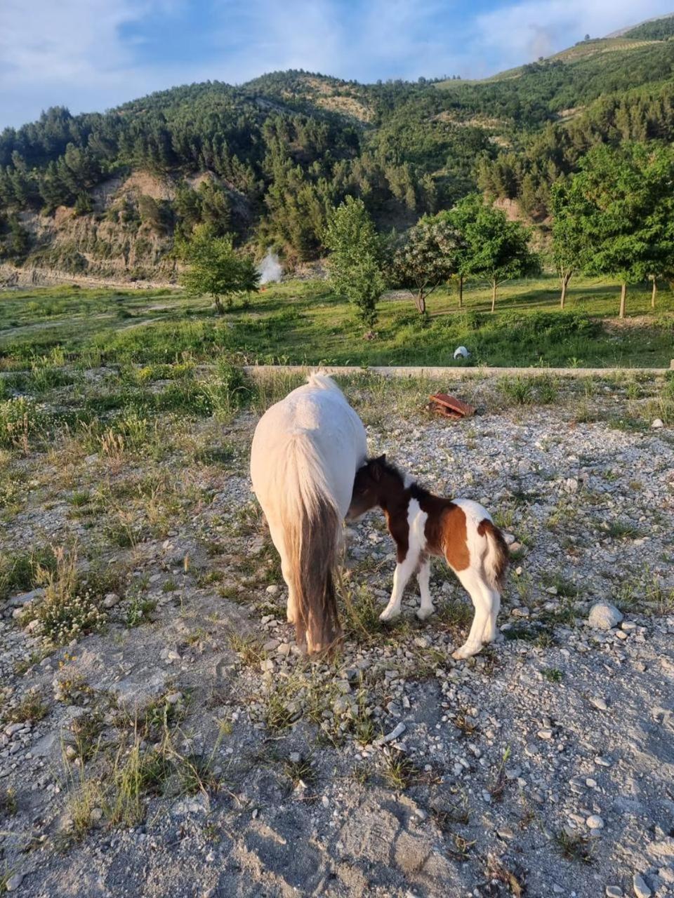 הוילה Memaliaj Sancho Farm Albania מראה חיצוני תמונה